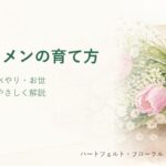 シクラメンの育て方のタイトル画像（水彩風のやさしいイラスト）